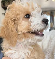Ginger F1BB Micro (pink) , a female Miniature Bernedoodle for sale in Grandview, TX – Photo 1 of 10