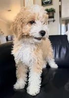 Ginger F1BB Micro (pink) , a female Miniature Bernedoodle for sale in Grandview, TX – Photo 10 of 10