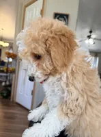 Ginger F1BB Micro (pink) , a female Miniature Bernedoodle for sale in Grandview, TX – Photo 7 of 10