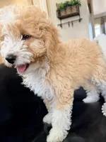 Ginger F1BB Micro (pink) , a female Miniature Bernedoodle for sale in Grandview, TX – Photo 8 of 10
