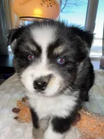 Vito, a male Pomsky for sale in New London, WI – Photo 3 of 6