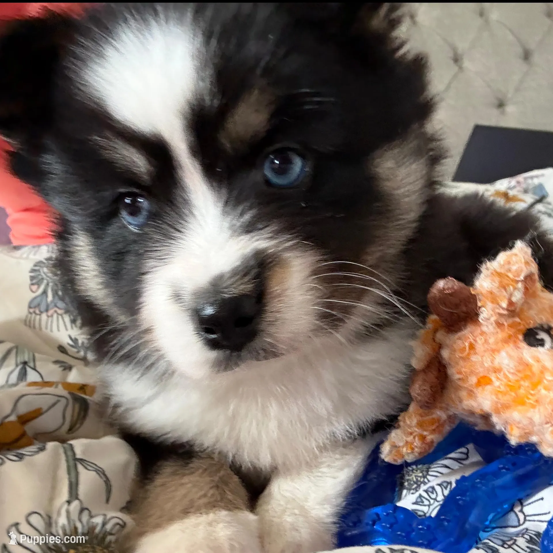 Vito, a male Pomsky for sale in New London, WI – Photo 5 of 6
