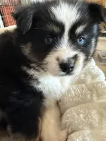 Vito, a male Pomsky for sale in New London, WI – Photo 4 of 6