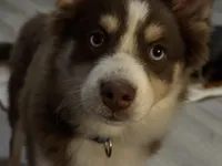 Randy, a male Pomsky for sale in New London, WI – Photo 2 of 2