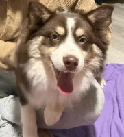 Randy, a male Pomsky for sale in New London, WI – Photo 1 of 2