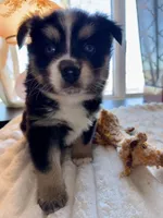 Vernie, a male Pomsky for sale in New London, WI – Photo 4 of 5