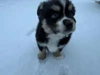 Vernie, a male Pomsky for sale in New London, WI – Photo 2 of 5