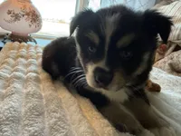 Vernie, a male Pomsky for sale in New London, WI – Photo 5 of 5