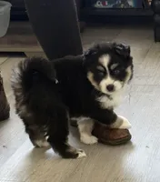 Valentina, a female Pomsky for sale in New London, WI – Photo 3 of 5