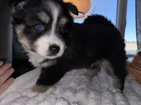 Valentina, a female Pomsky for sale in New London, WI – Photo 5 of 5