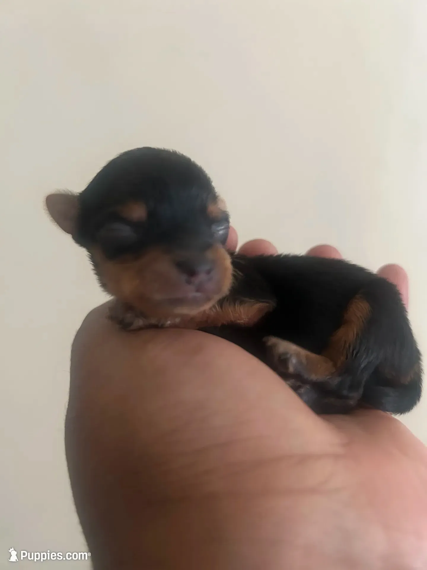 Bourbon , a male Yorkshire Terrier for sale in Yazoo City, MS – 2 of 7