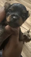 Bourbon , a male Yorkshire Terrier for sale in Yazoo City, MS – 3 of 7