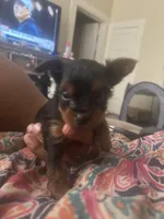 Bourbon , a male Yorkshire Terrier for sale in Yazoo City, MS – 5 of 7
