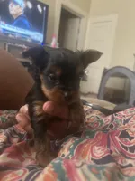 Bourbon , a male Yorkshire Terrier for sale in Yazoo City, MS – 6 of 7