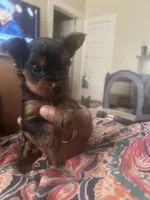 Bourbon , a male Yorkshire Terrier for sale in Yazoo City, MS – 4 of 7