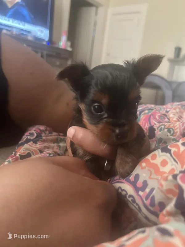 Bourbon , a male Yorkshire Terrier for sale in Yazoo City, MS – 1 of 7