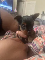 Bourbon , a male Yorkshire Terrier for sale in Yazoo City, MS – 1 of 7