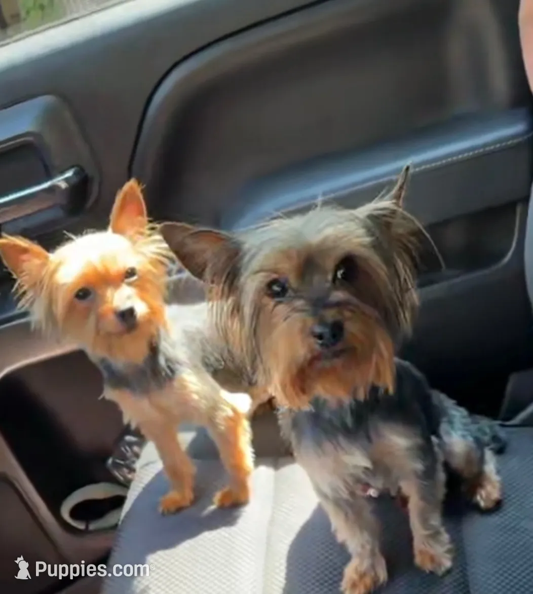 Bourbon , a male Yorkshire Terrier for sale in Yazoo City, MS – 7 of 7