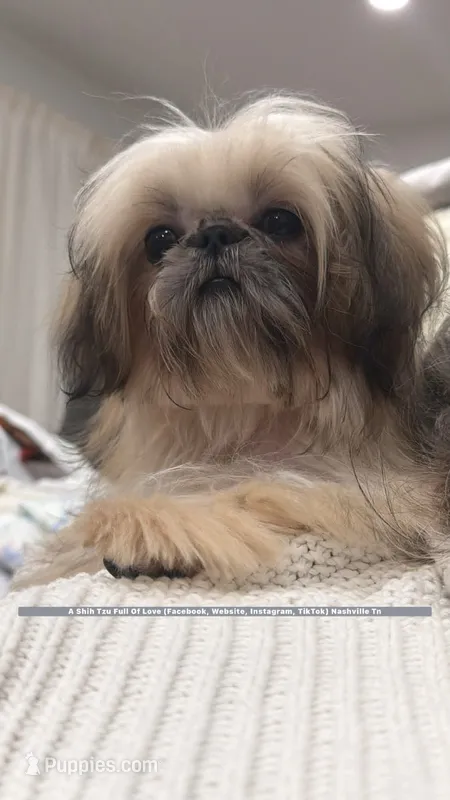 Sweetest little boy you will ever meet!! MOOSE!! Gorgeous VIDEO IN AD  – Shih Tzu puppy for sale in Nashville, TN