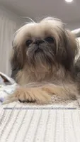 Sweetest little boy you will ever meet!! MOOSE!! Gorgeous VIDEO IN AD , a male Shih Tzu for sale in Nashville, TN – 1 of 10
