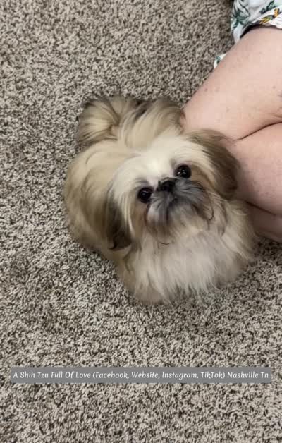 Sweetest little boy you will ever meet!! MOOSE!! Gorgeous VIDEO IN AD , a male Shih Tzu for sale in Nashville, TN – 7 of 10