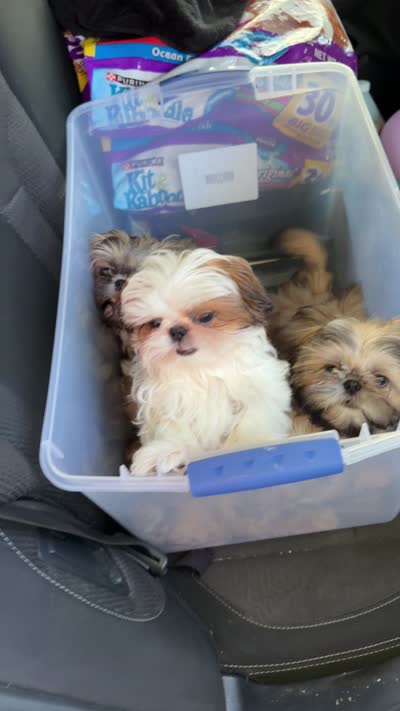 Sweetest Little boy you will ever meet!! * Moose * VIDEO IN AD, a male Shih Tzu for sale in Nashville, TN – 9 of 10
