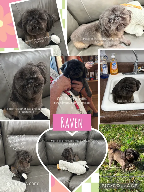 Tiny little Raven. 5lbs full grown <3  – Shih Tzu puppy for sale in Nashville, TN