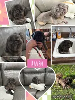 Tiny little Raven. 5lbs full grown <3 , a female Shih Tzu for sale in Nashville, TN – 1 of 1