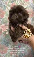 Posey !! Sweet chocolate girl!! Video in ad :), a female Shih Tzu for sale in Nashville, TN – 1 of 9