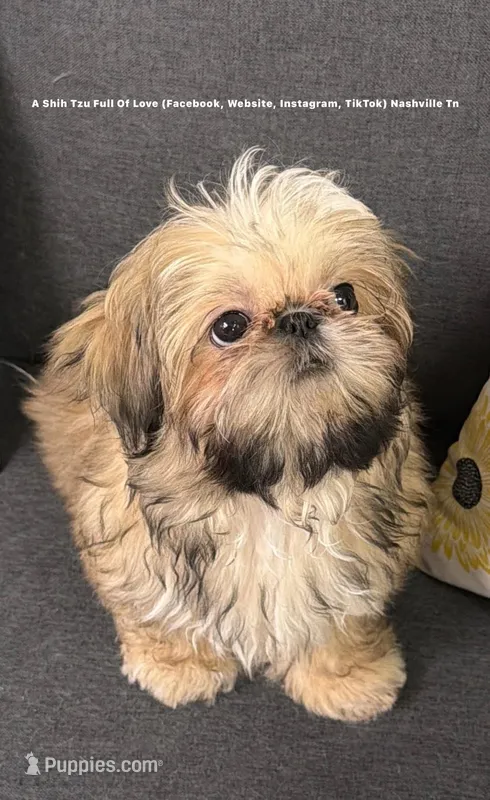 Sweetest Little boy you will ever meet!! * Moose *  – Shih Tzu puppy for sale in Nashville, TN