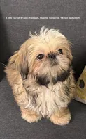 Sweetest Little boy you will ever meet!! * Moose * , a male Shih Tzu for sale in Nashville, TN – 1 of 9