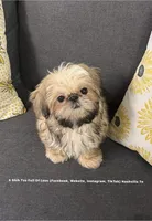 Sweetest Little boy you will ever meet!! * Moose * , a male Shih Tzu for sale in Nashville, TN – 4 of 9