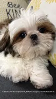 * Sweet Silly Ollie *, a male Shih Tzu for sale in Nashville, TN – 2 of 10