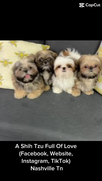 ** Tiny Princess Mila ** So so sweet!! Video in ad!!, a female Shih Tzu for sale in Nashville, TN – 5 of 7