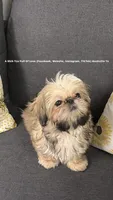 Sweetest Little boy you will ever meet!! * Moose * , a male Shih Tzu for sale in Nashville, TN – 5 of 9
