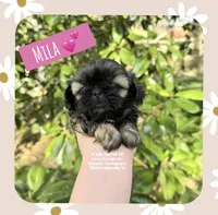 ** MILA **, a female Shih Tzu for sale in Nashville, TN – Photo 5 of 10