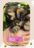 ** MILA **, a female Shih Tzu for sale in Nashville, TN – Photo 4 of 10