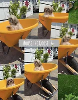 Sweetest little boy you will ever meet!! MOOSE!! Gorgeous VIDEO IN AD , a male Shih Tzu for sale in Nashville, TN – 5 of 10