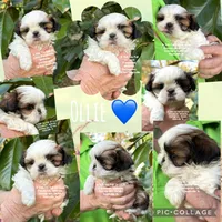 ** LIZZIE **, a female Shih Tzu for sale in Nashville, TN – Photo 9 of 10