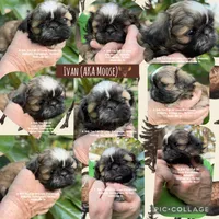 ** LIZZIE **, a female Shih Tzu for sale in Nashville, TN – Photo 6 of 10