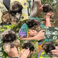 ~~ Tiny Lizzie girl ~~, a female Shih Tzu for sale in Nashville, TN – 9 of 9
