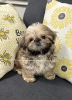 Moose 🫎 sweet handsome man , a male Shih Tzu for sale in Nashville, TN – 4 of 10