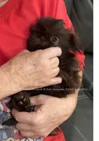 TINY STUNNING GORGEOUS PRINCESS POSEY Beautiful sweetheart VIDEO IN AD, a female Shih Tzu for sale in Nashville, TN – 10 of 10