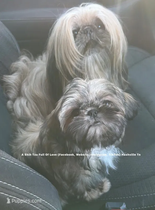 *** Tiny Princess Mila *** – Shih Tzu puppy for sale in Nashville, TN