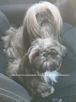 *** Tiny Princess Mila ***, a female Shih Tzu for sale in Nashville, TN – 1 of 9