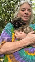** Tiny Princess Mila ** (see video), a female Shih Tzu for sale in Nashville, TN – 4 of 10