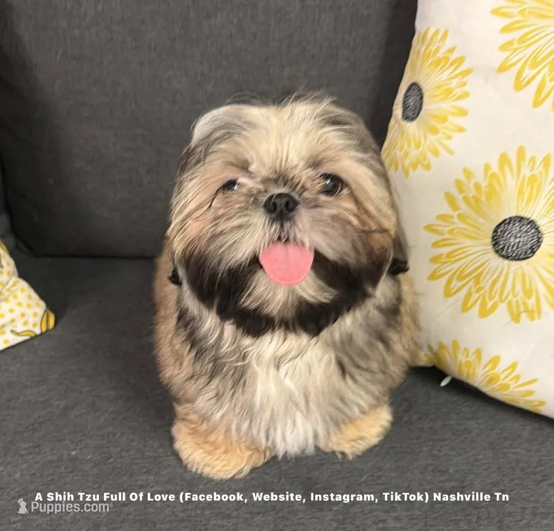 *Prince William * Sweetest Snuggle Buggle EVER!! (Video in ad) – Shih Tzu puppy for sale in Nashville, TN