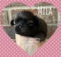 ** PRINCESS MILA **, a female Shih Tzu for sale in Nashville, TN – Photo 2 of 10