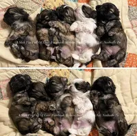 ** PRINCESS MILA **, a female Shih Tzu for sale in Nashville, TN – Photo 5 of 10