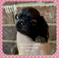 ** PRINCESS MILA **, a female Shih Tzu for sale in Nashville, TN – Photo 3 of 10